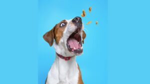 dog catching treats in the air