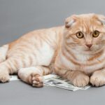 cat laying on top of dollar bills money