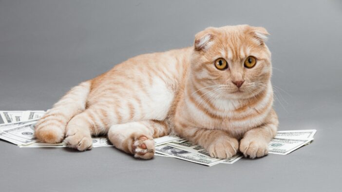 cat laying on top of dollar bills money