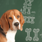 dog doing math on blackboard