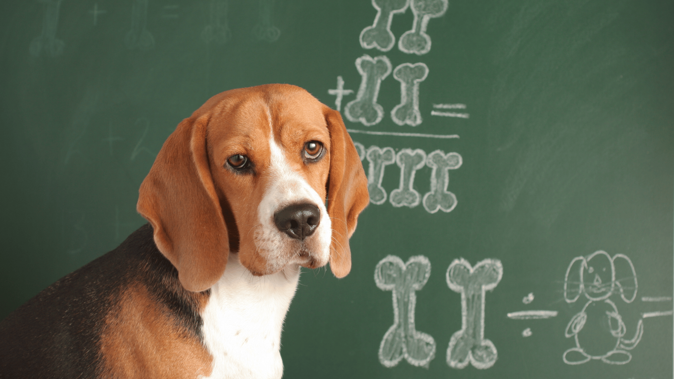 dog doing math on blackboard