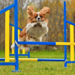 small dog jumping hurdle