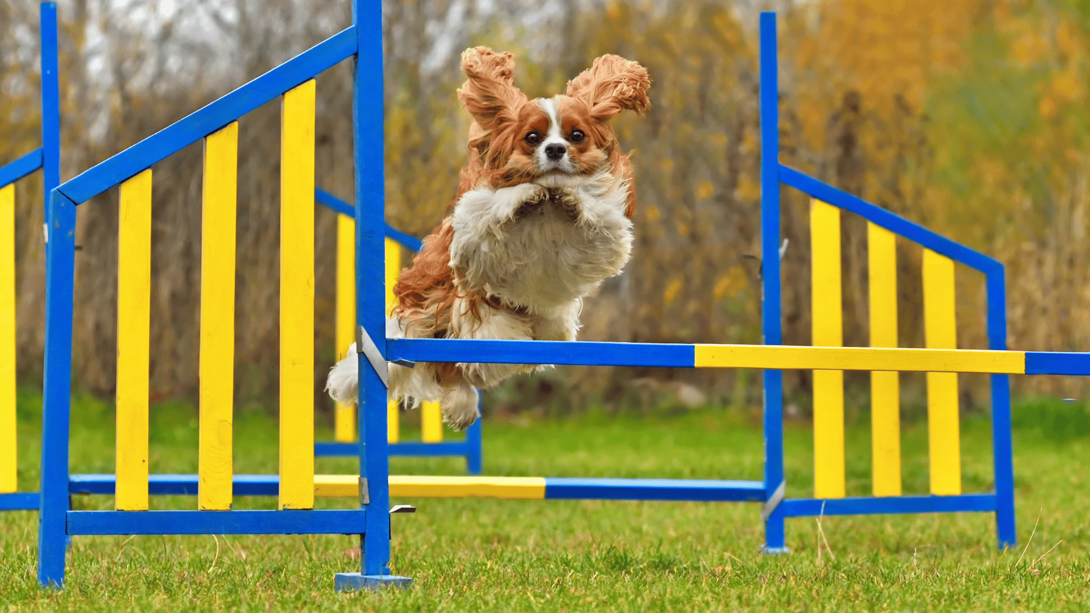 small dog jumping hurdle