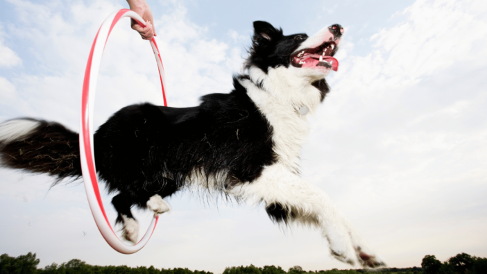 High-achieving athletic dog jumping through hoop