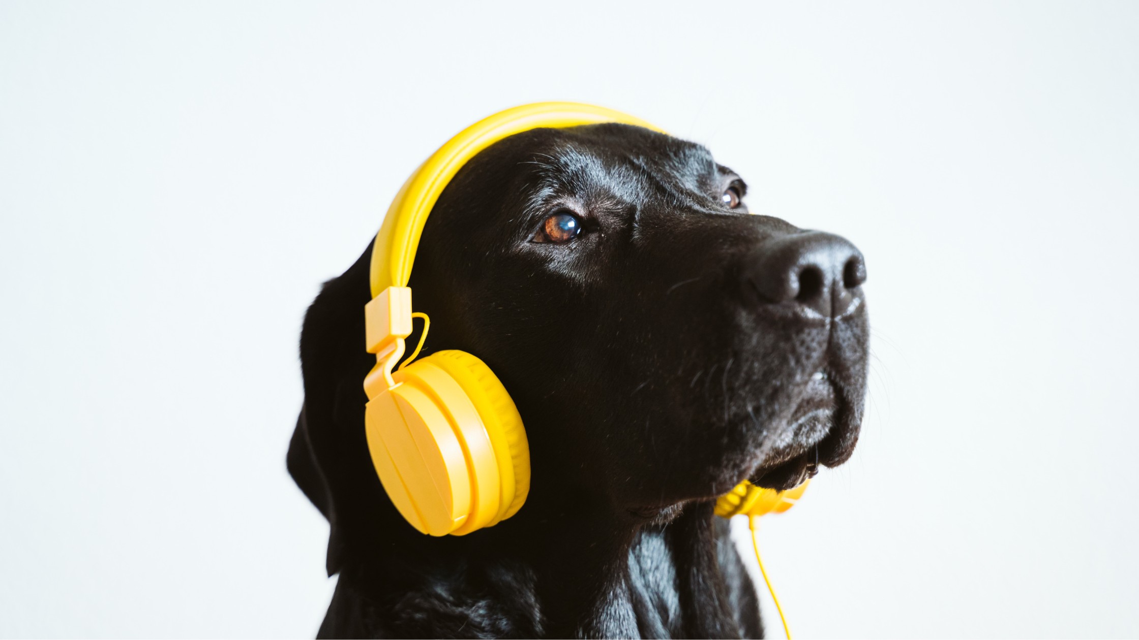 black labrador retriever dog wearing yellow headphones
