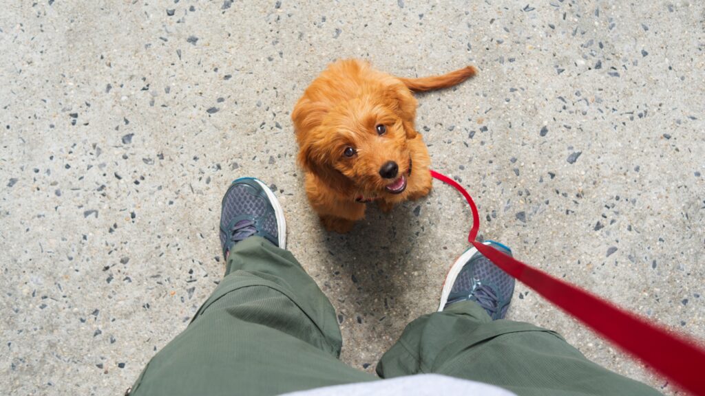 person holding leash looking down at puppy looking up