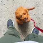 person holding leash looking down at puppy looking up