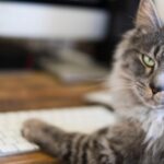 cat sitting at computer with paws on keyboard looking at camera with annoyed facial expression