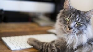 cat sitting at computer with paws on keyboard looking at camera with annoyed facial expression