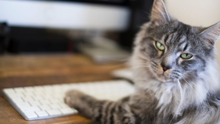 cat sitting at computer with paws on keyboard looking at camera with annoyed facial expression