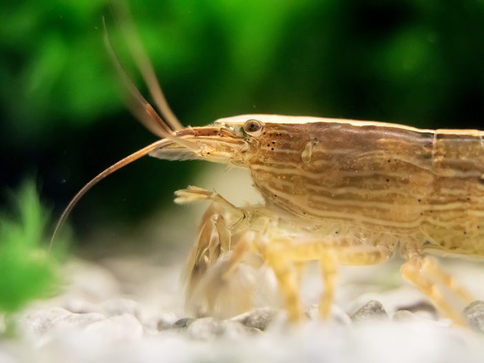 learn from bamboo shrimp