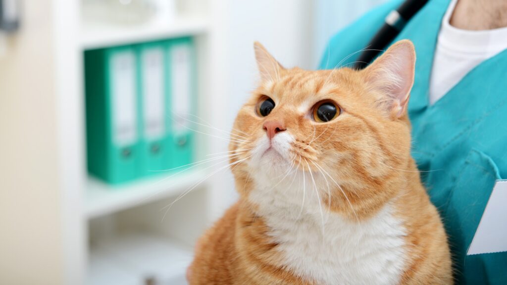 orange cat being held by veterinarian