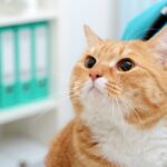 orange cat being held by veterinarian
