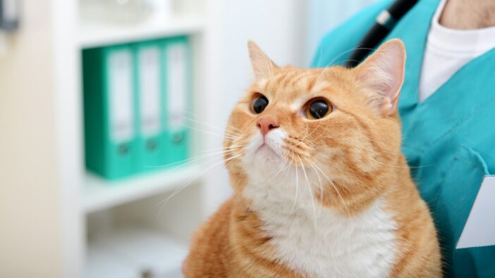 orange cat being held by veterinarian