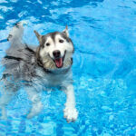 happy husky dog swimming in pool