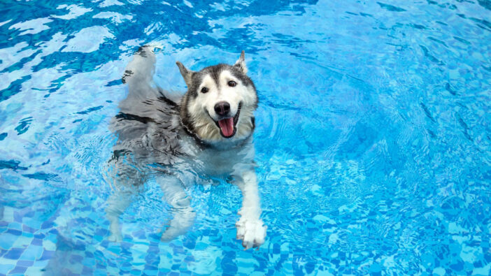 happy husky dog swimming in pool