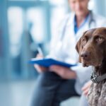 german shorthaired pointer dog sitting in veterinary hospital while veterinarian speaks with owner