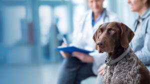 german shorthaired pointer dog sitting in veterinary hospital while veterinarian speaks with owner