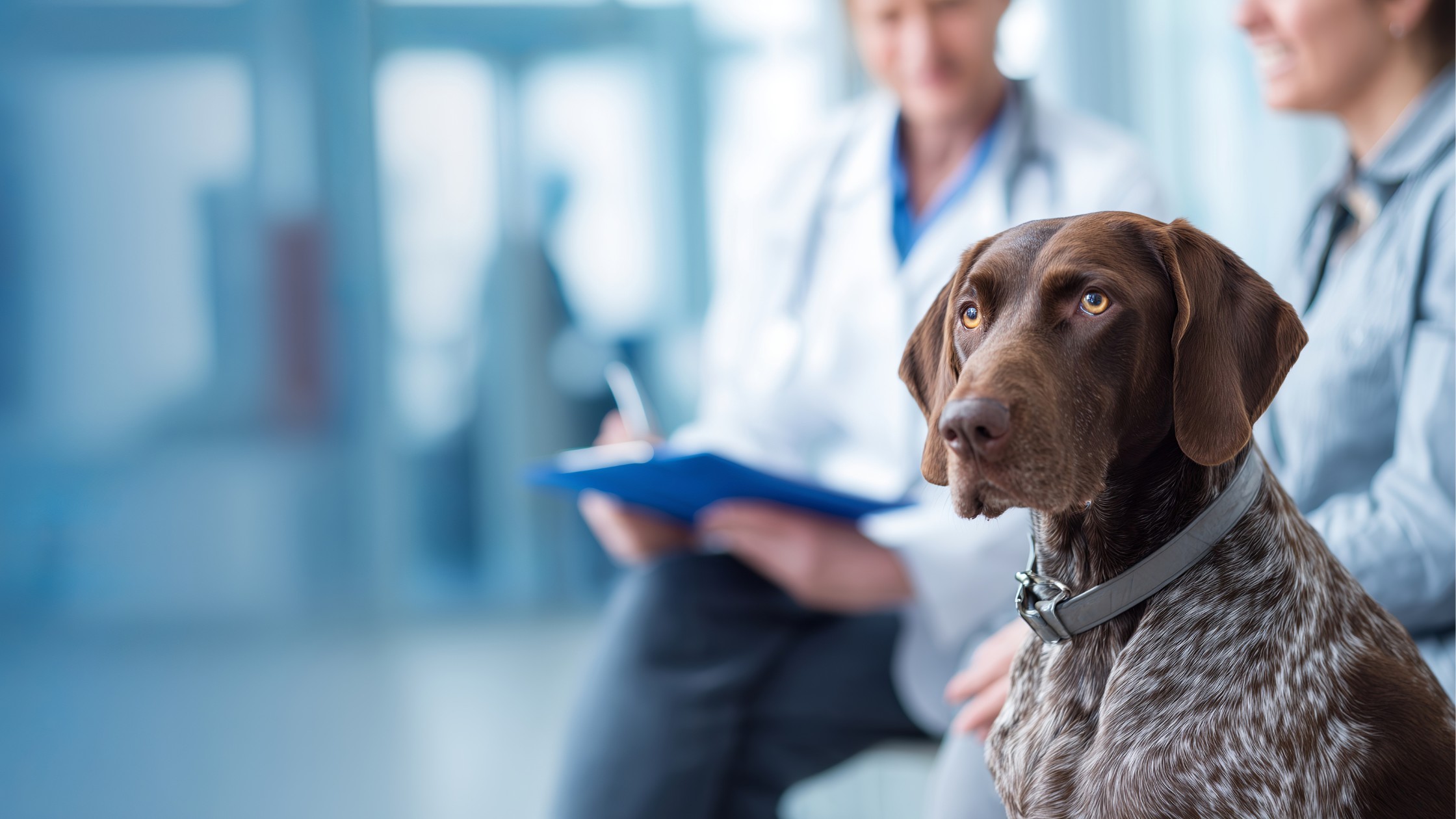 german shorthaired pointer dog sitting in veterinary hospital while veterinarian speaks with owner