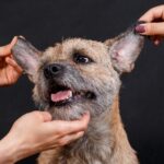 three veterinary professionals working on one happy terrier mix dog