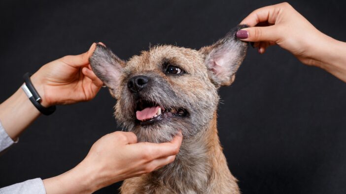 three veterinary professionals working on one happy terrier mix dog
