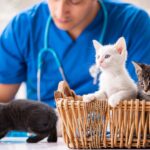 veterinarian with a litter of kittens in a basket