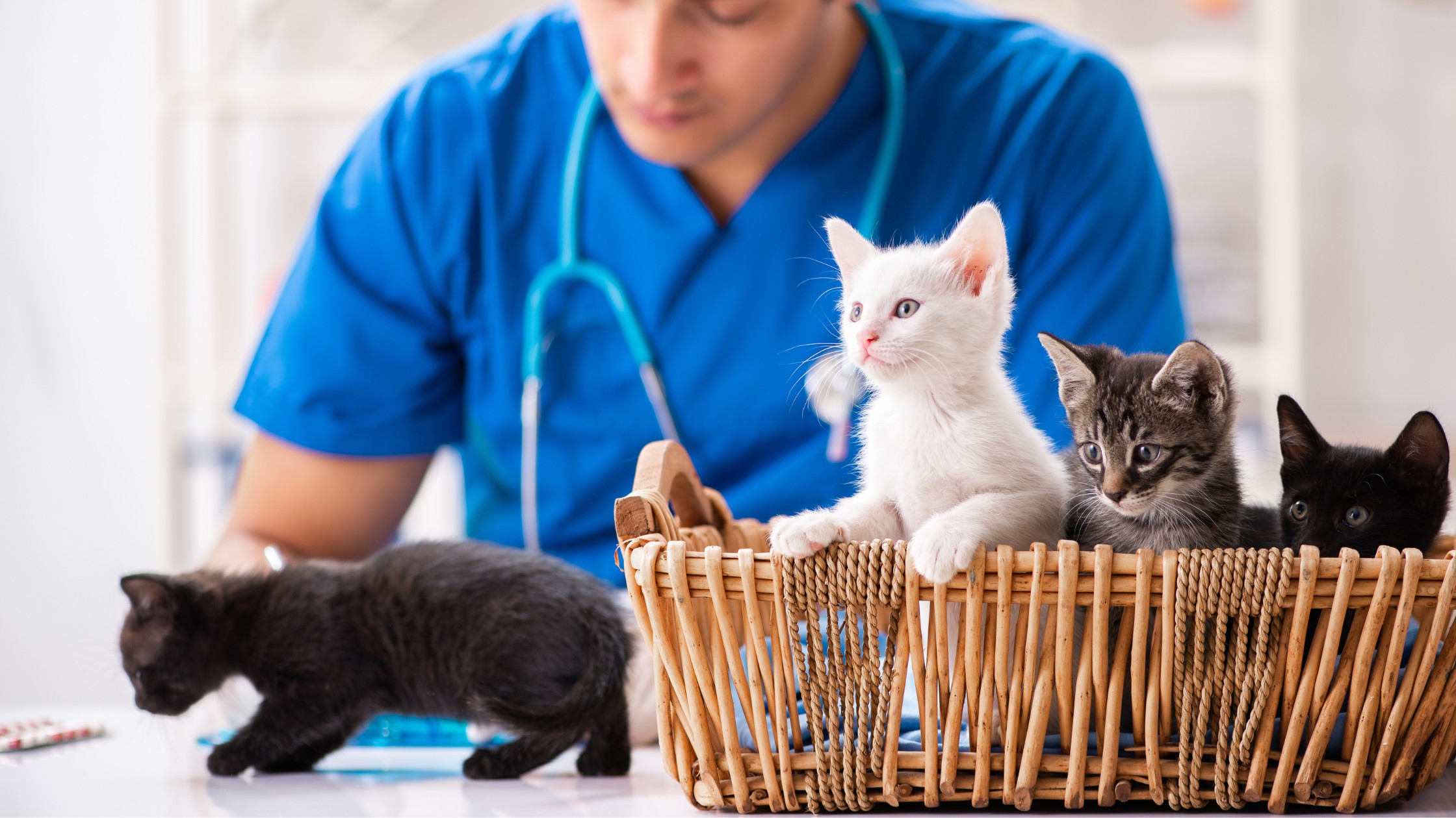 veterinarian with a litter of kittens in a basket