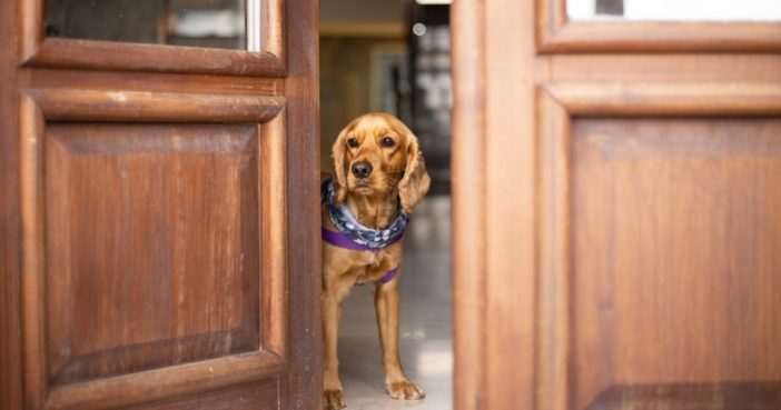 dog peeking through open veterinary clinic doors