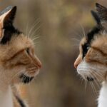 two cats looking at each other