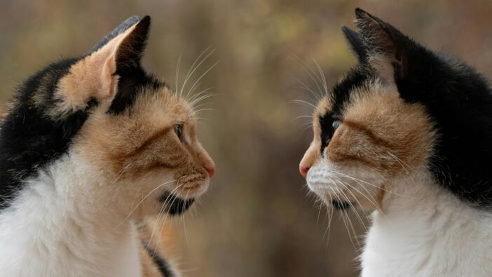 two cats looking at each other