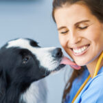 border collie dog licking face of veterinary technician wearing scrubs and stethoscope
