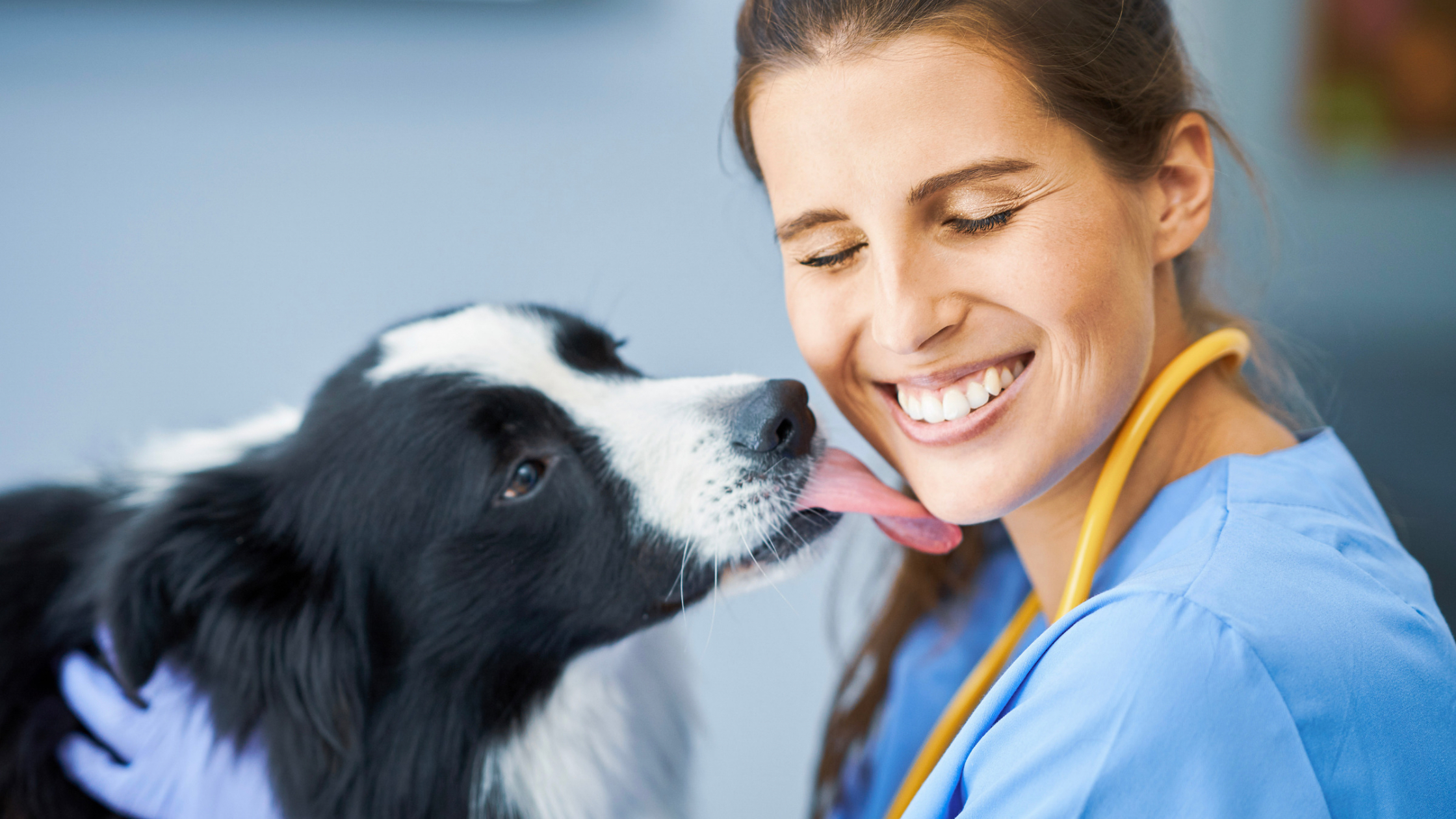 border collie dog licking face of veterinary technician wearing scrubs and stethoscope