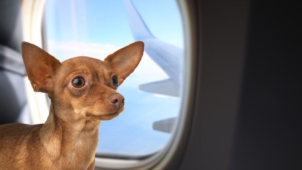 chihuahua dog in airplane window seat