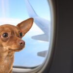 chihuahua dog in airplane window seat