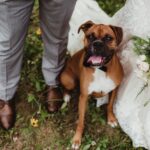 boxer dog sitting between bride and groom looking happy