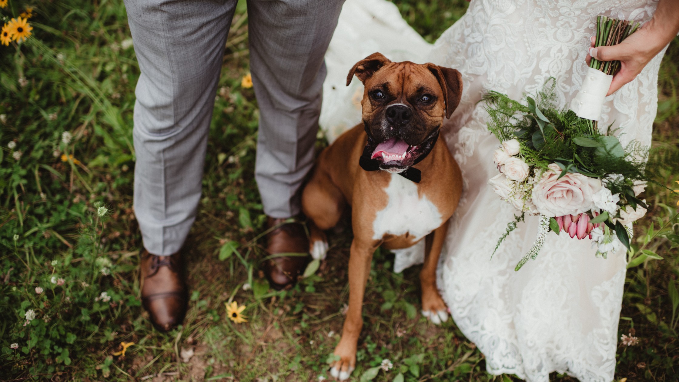 boxer dog sitting between bride and groom looking happy